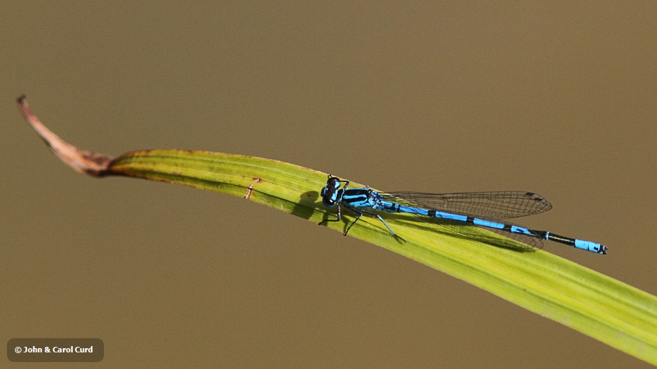 IMG_1724 Coenagrion puella male.JPG